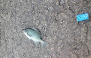 2014-07-17-kaiDCIM0014