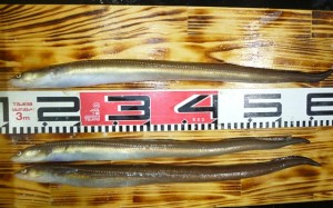 2014-08-02s3P1010105