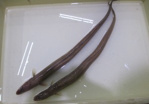 2014-08-04s1IMG_1228