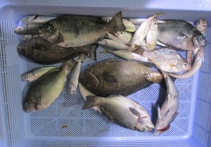 2014-08-16-kuroo-2017