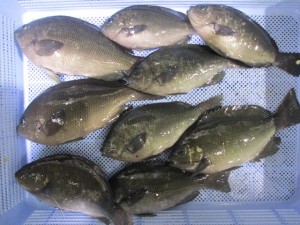 20148-22lpoki 012rtg