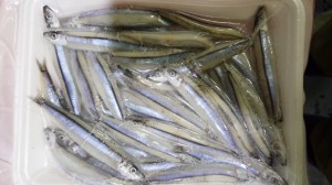 IMG_20140823_092539m