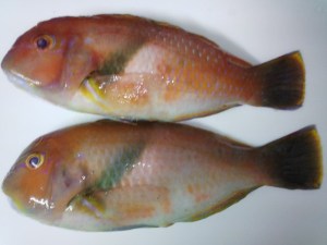 2014-10-04-TO04DSC_0054