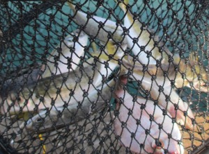 201410-17ofl 007zxcds