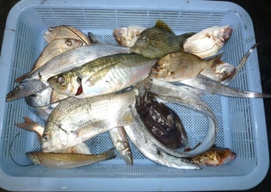 2014-11-16-kojikojiP1010179