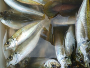 2014-11-17-to06P1010184