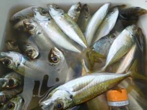 2014-11-17-to07P1010183