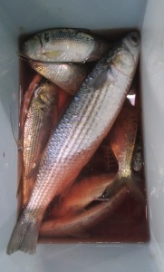 201411-13lpshj 007dgh