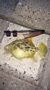 IMG_20141109_173936mm01