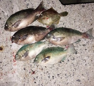 IMG_20141109_225301mm03