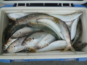 2014-12-16-tg5P1010290