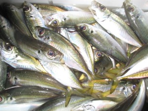 201412-10pa,fkd 005dj