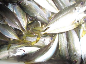 201412-10pa,fkd 007r36f