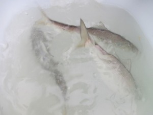 201412-17poil 017kvkj