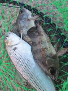 2014-1-3etuyjdr 014awg