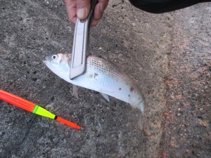 2014-1-3etuyjdr 019fgfsad