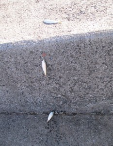 2015-1-18olphdknbvfc 006op1