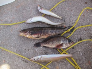 2015-1-18olphdknbvfc 012ahghg