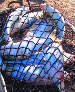 2015-1-1ksodcjnekdjfhjfejhl 006dsj