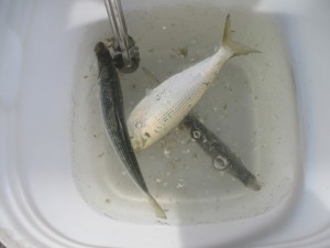 2015-1-2okg 0324576tyt