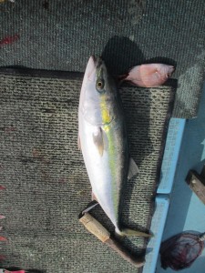 2015-1-3podebjfkm 003qte