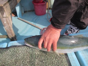 2015-1-3podebjfkm 005h