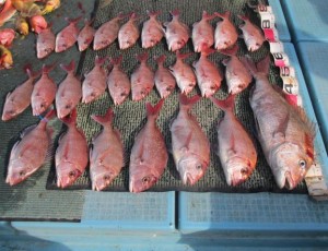 2015-1-3podebjfkm 006yew