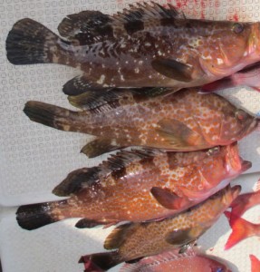 2015-1-3podebjfkm 008ue