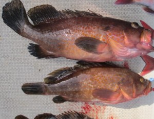 2015-1-3podebjfkm 009shg