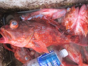 2015-1-3podebjfkm 016ukc