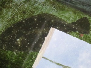 2015-1-3podebjfkm 019wy