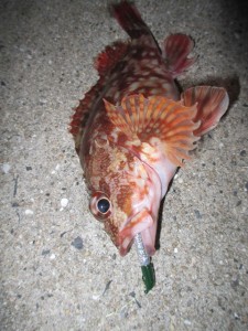 2015-1-8phdujglkg 008he