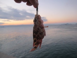 2015-1-8phdujglkg 010hs