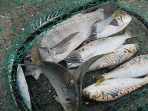 2015-03-07-uiop0382020