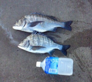 2015-03-10-ku01NEC_0045