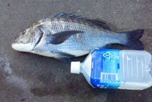 2015-03-10-ku02NEC_0046