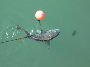 2015-03-17-qp3P1010928