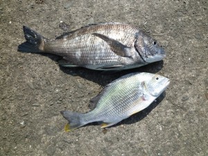 2015-03-17-yamagutiP1010923