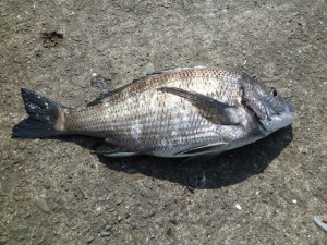 2015-03-17qpp5P1010924