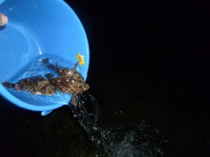 2015-4-13-ooyano-garakabu-35746565