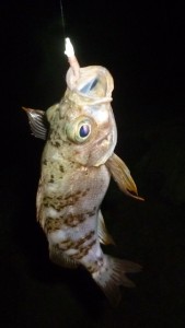 2015-4-13-ooyano-mebaru-843565