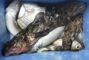 2015-4-8-ooyano-tyouka-354683527