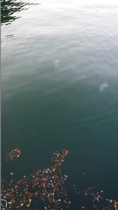 IMG_20150417_064437estu