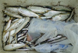 2015-05-08-ppp04P1020387