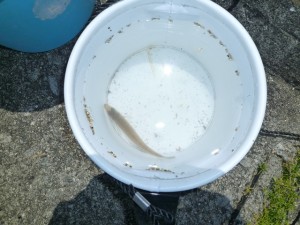 2015-05-08-ppp1P1020399