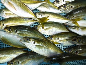 2015-05-15-ooya03P1020457