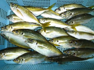 2015-05-15-ooya05P1020456