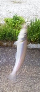 2015-5-16-ooyano-kisuturi-654+6574