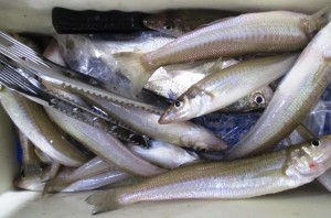 2015-5-6-ooyano-kisu-687465