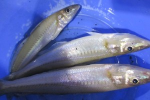 2015-5-6-ooyano-kisu-8416156